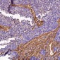 Anti-Integrin alpha 2 ITGA2 Rabbit Monoclonal Antibody